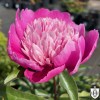 Paeonia lactiflora 'Pink Cameo' - Valgeõieline pojeng 'Pink Cameo' C7/7L